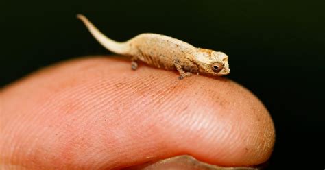 This full-grown chameleon is barely the size of a sunflower seed - Science