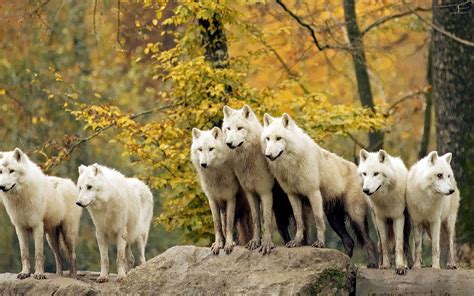 Pack of Wolves Wallpaper - WallpaperSafari