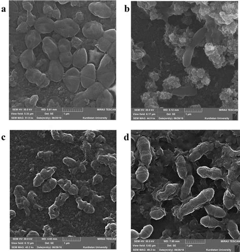 SEM images of E. faecalis mature biofilm treated with (a), Ca(OH)2 ...