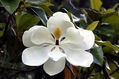 Mississippi State Flower | Magnolia