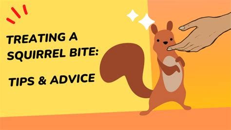 Treating A Squirrel Bite: Tips & Advice | Squirrel Savvy