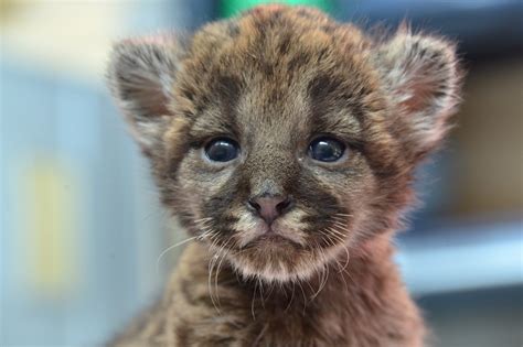 Florida panther kitten rescued - Sun Sentinel