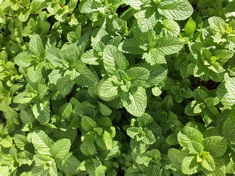 Many Uses of Mint Leaves | The Old Farmer's Almanac