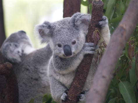 Koalas Hugging