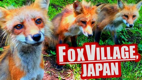 Fox Village, Japan: Cutest Place on Earth - YouTube