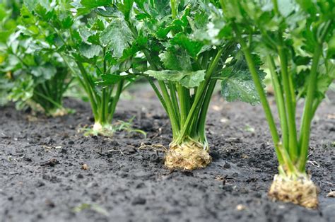 Celery Varieties And Growing Methods With Permaculture Gardener Elizabeth Waddington ...