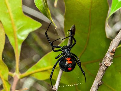 Types Of Spiders In Colorado