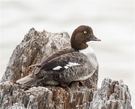 birds of yellowstone | Roads End Naturalist