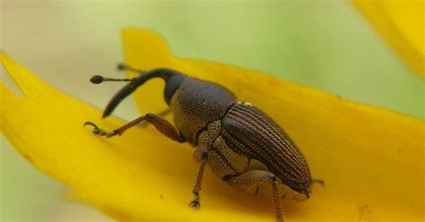 Snout Beetles & Where to Find Them