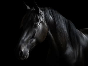 Black Horse Symbolism (Dream & Spirit Animal)