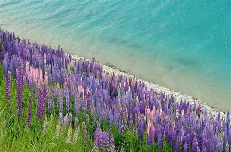 Flowering of Lupins in Lake Tekapo, New Zealand | Amusing Planet