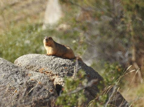 Animals of Ladakh - Tripoto