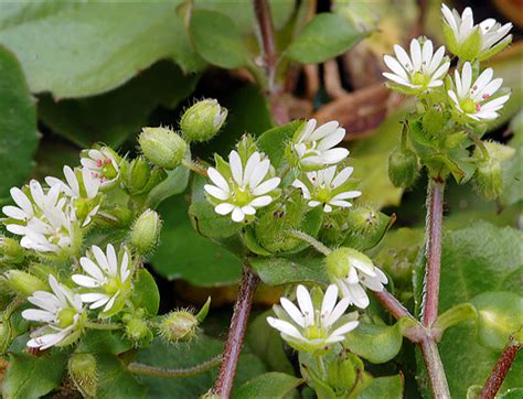 Common Lawn Weeds Chickweed