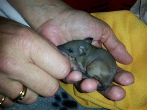 A tiny 49gram orphaned baby Bandicoot arrived at NAR. it will spend ...