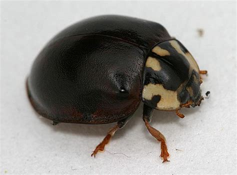 Nearly-Black Fifteen-Spotted Lady Beetle | The Backyard Arthropod Project