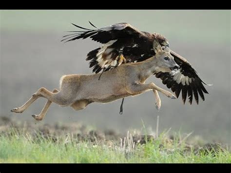 Falcon Images: Golden Eagle Attacks And Catches Deer