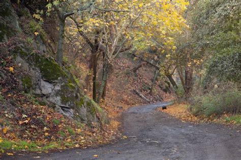 Fall colors on Trabuco Canyon Trail - Trabuco Outdoors Blog