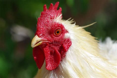 White chicken head stock image. Image of agriculture - 18134499