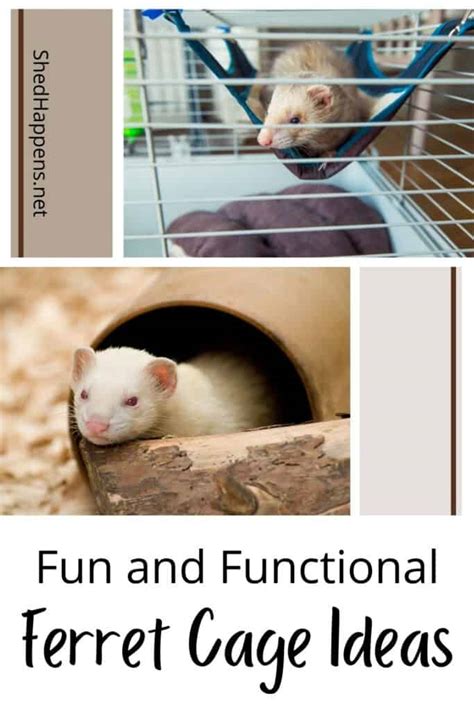 Fun and Functional Ferret Cage Setup Ideas - Shed Happens