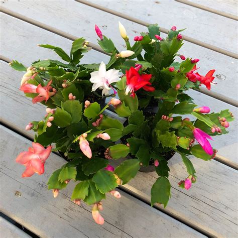 Thanksgiving /Christmas cactus live plant in 4 pot/ NOT | Etsy