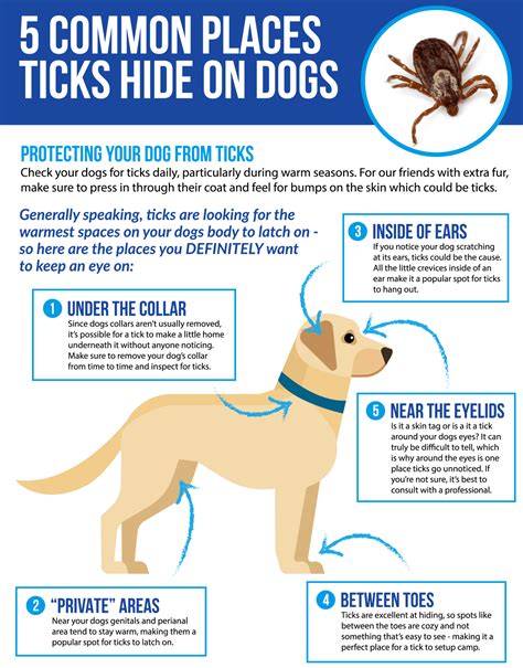 7 shocking facts about Tick Bites on Dogs (Cause, Treatment + Prevention)