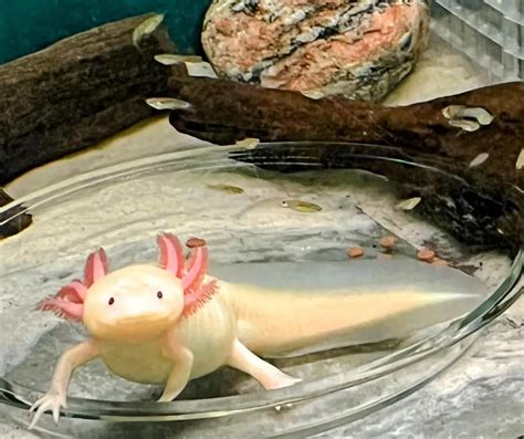 What Can Axolotl Eat?