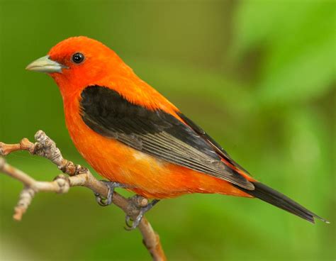 Pin by Debbie Jones on Orange | Scarlet tanager, Missouri birds, Missouri state parks