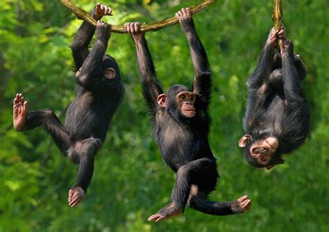 New Scientist find primates prefer to fight with friends at their side ...