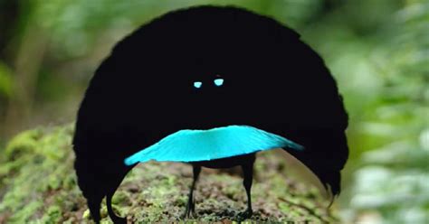 New bird-of-paradise described from West Papua - BirdGuides