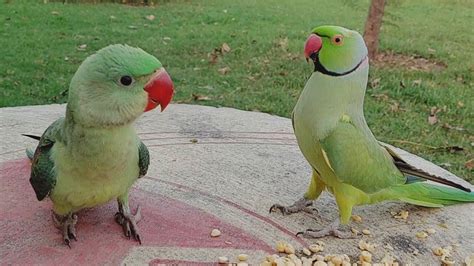 Ringneck Parrot Teaching Baby Parrot How to Eat - YouTube