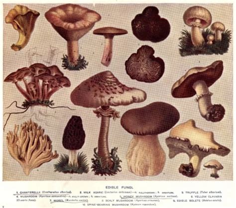 Michigan DNR Publishes Morel Mushroom Hunting Map