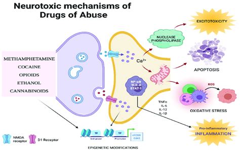 Outline of neurotoxic mechanisms of various drugs of abuse. Various... | Download Scientific Diagram