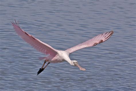 Roseate Spoonbill flying Photograph by Terry Shoemaker - Fine Art America