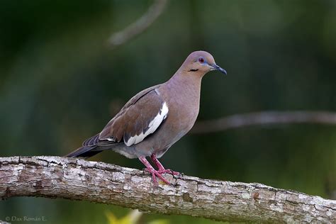 Tortola aliblanca (Zenaida asiatica) - White-winged dove | Flickr