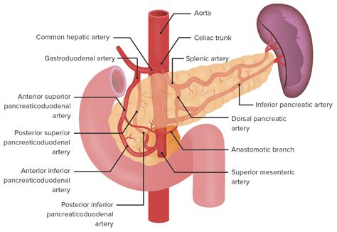 Pancreas: Anatomy | Concise Medical Knowledge