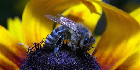 Rare blue bee thought to be extinct rediscovered in Florida | MiNDFOOD