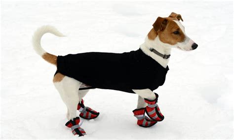 Do Dogs Need Booties in Winter? 5 Things to Know - A-Z Animals