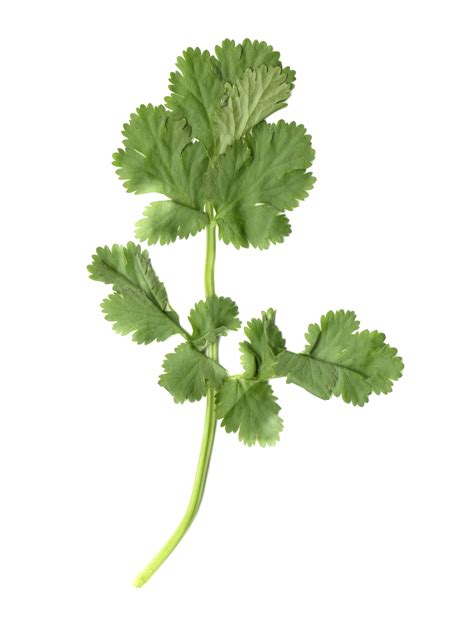 File:Cilantro leaf.jpg - Wikipedia