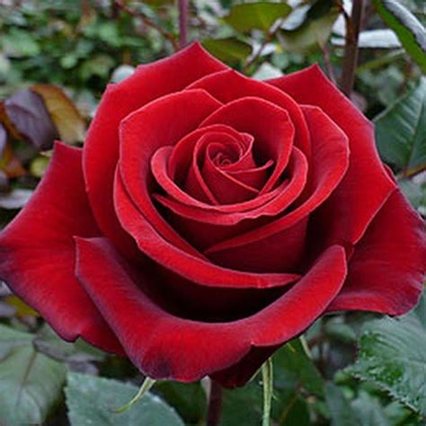 hybrid tea roses varieties #Hybridtearoses | Rose seeds, Beautiful rose flowers, Rose flower