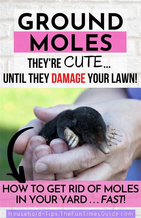 How To Get Rid Of Moles In Your Yard: The Ultimate Guide To Ground Mole ...