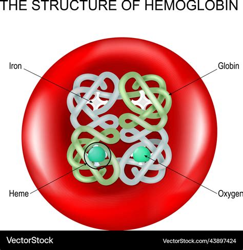 Hemoglobin into a red blood cell Royalty Free Vector Image