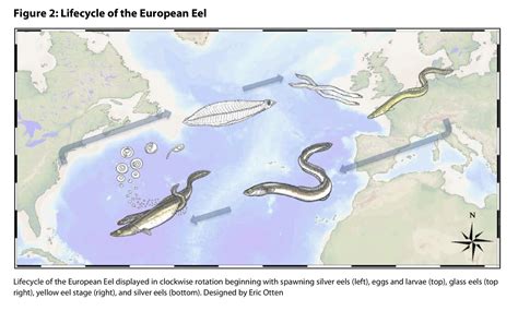 Eel Migration