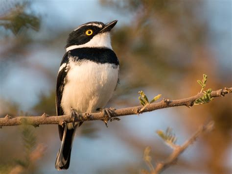 Western Black-headed Batis - eBird