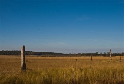 Ocala National Forest Hopkins Prairie Campground, Salt Springs, FL - GPS, Campsites, Rates ...