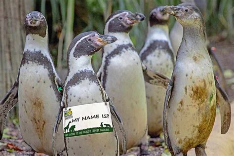 Dudley Zoo penguins in need of names | Shropshire Star