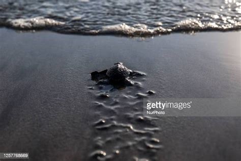 65 Bali Sea Turtle Society Stock Photos, High-Res Pictures, and Images - Getty Images