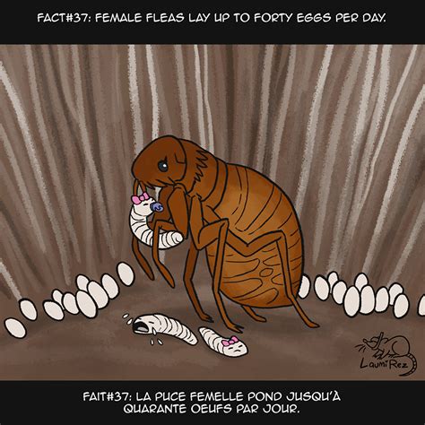 Fact #37: Fleas by LaumiRezArt on DeviantArt