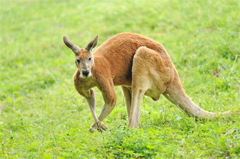 【カンガルー｜動物図鑑】特徴と生態 | 動物生き物サイト