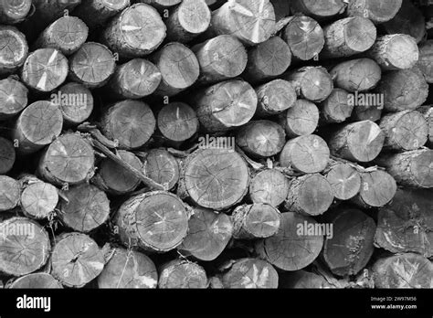 Acacia timber Black and White Stock Photos & Images - Alamy