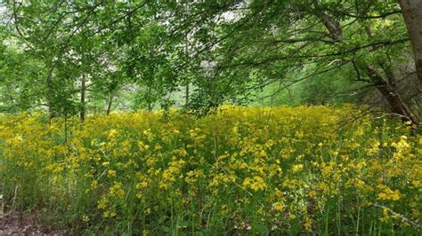 georgia-field-wildflowers-april | EarthSky